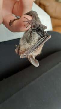 Image of Bechstein's Bat