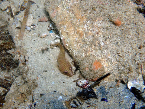 Image of Tasmanian clingfish