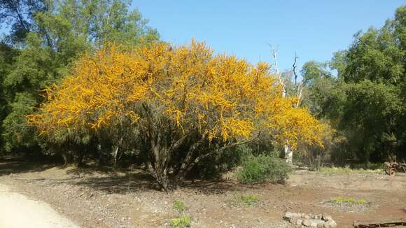 Vachellia caven (Molina) Seigler & Ebinger resmi