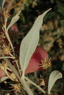 Image of Camphor bush