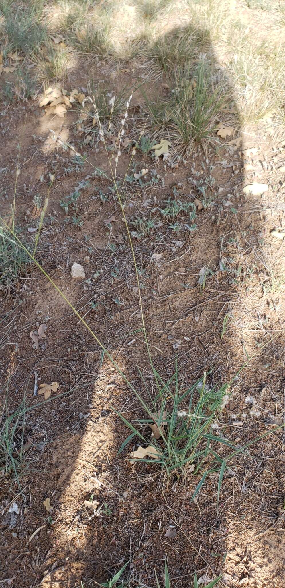 Image of Texas cottontop