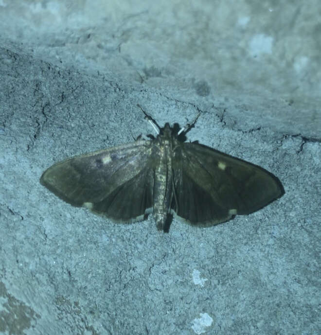 Image of Herpetogramma sphingealis Handfield & Handfield 2011