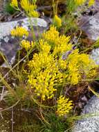 Image of Nuttall's rayless goldenrod