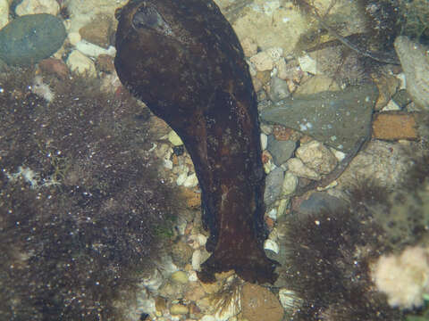 Image of spotted sea hare