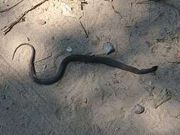 Thamnophis validus (Kennicott 1860) resmi