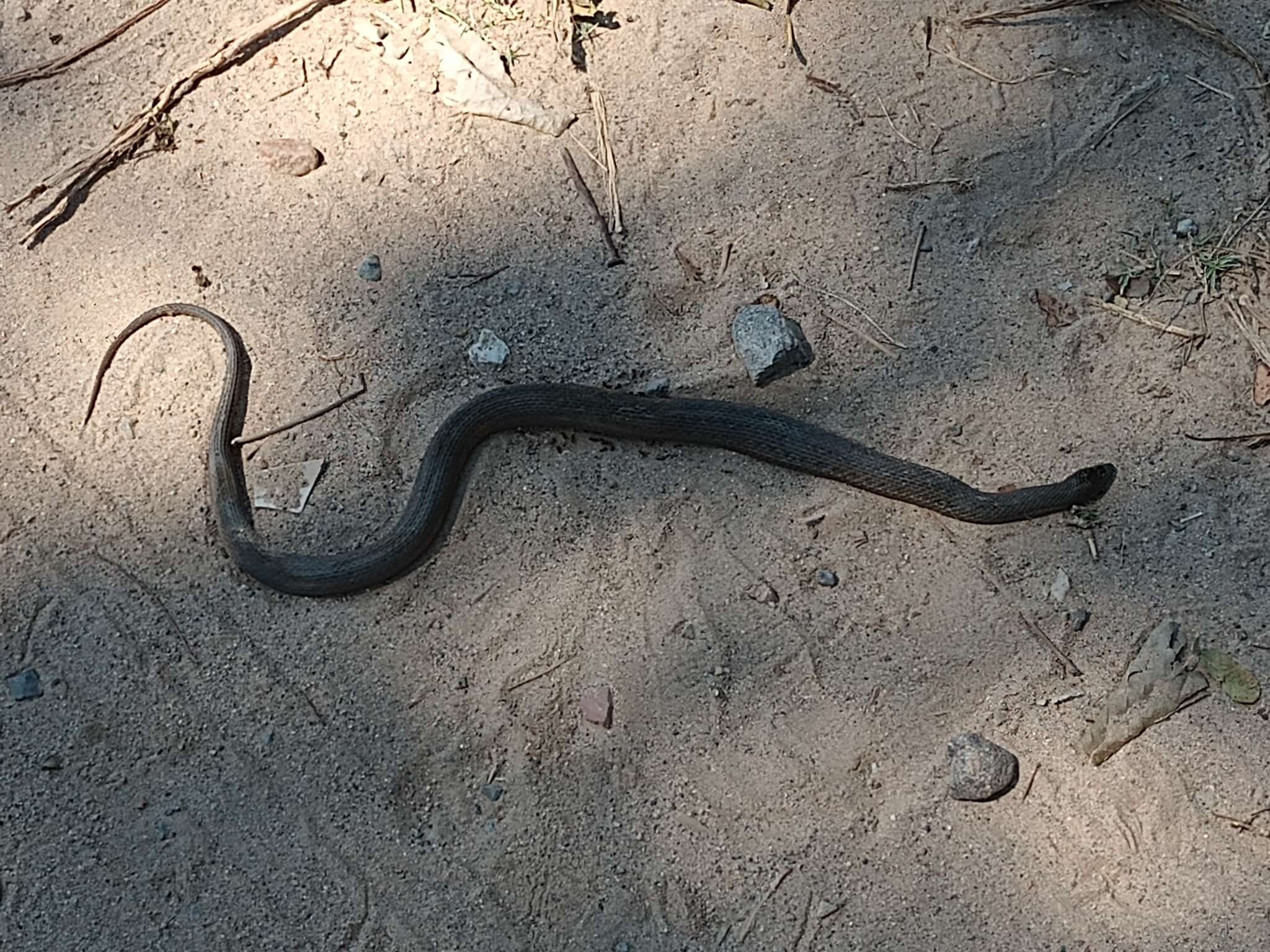 Thamnophis validus (Kennicott 1860) resmi