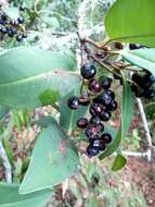 Image de Cybianthus iteoides (Benth.) G. Agostini