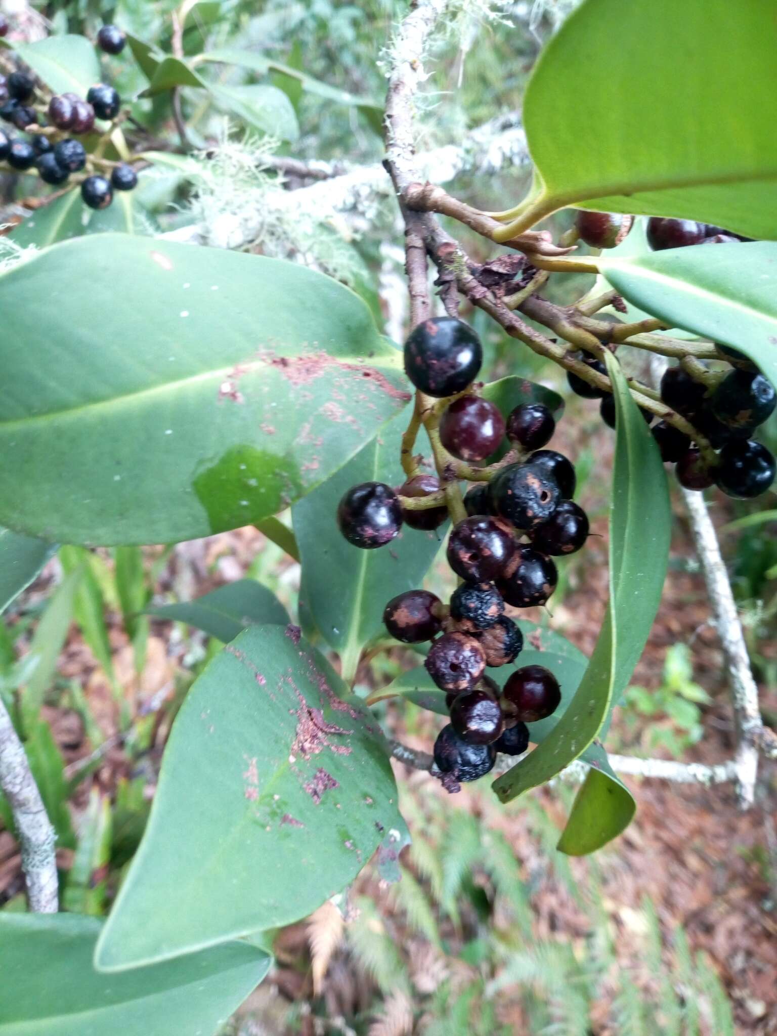 Image of Cybianthus iteoides (Benth.) G. Agostini