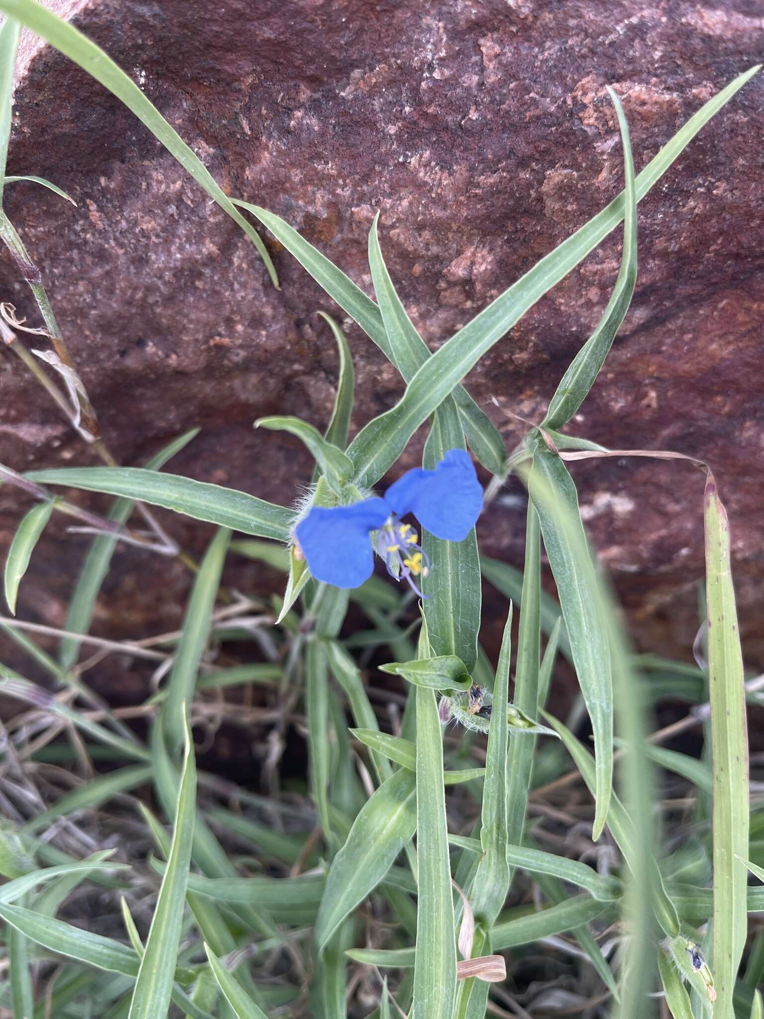 Image of Commelina modesta Oberm.