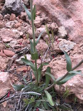 Image of Utah penstemon