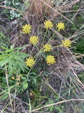 Afrosciadium magalismontanum (Sond.) Winter的圖片