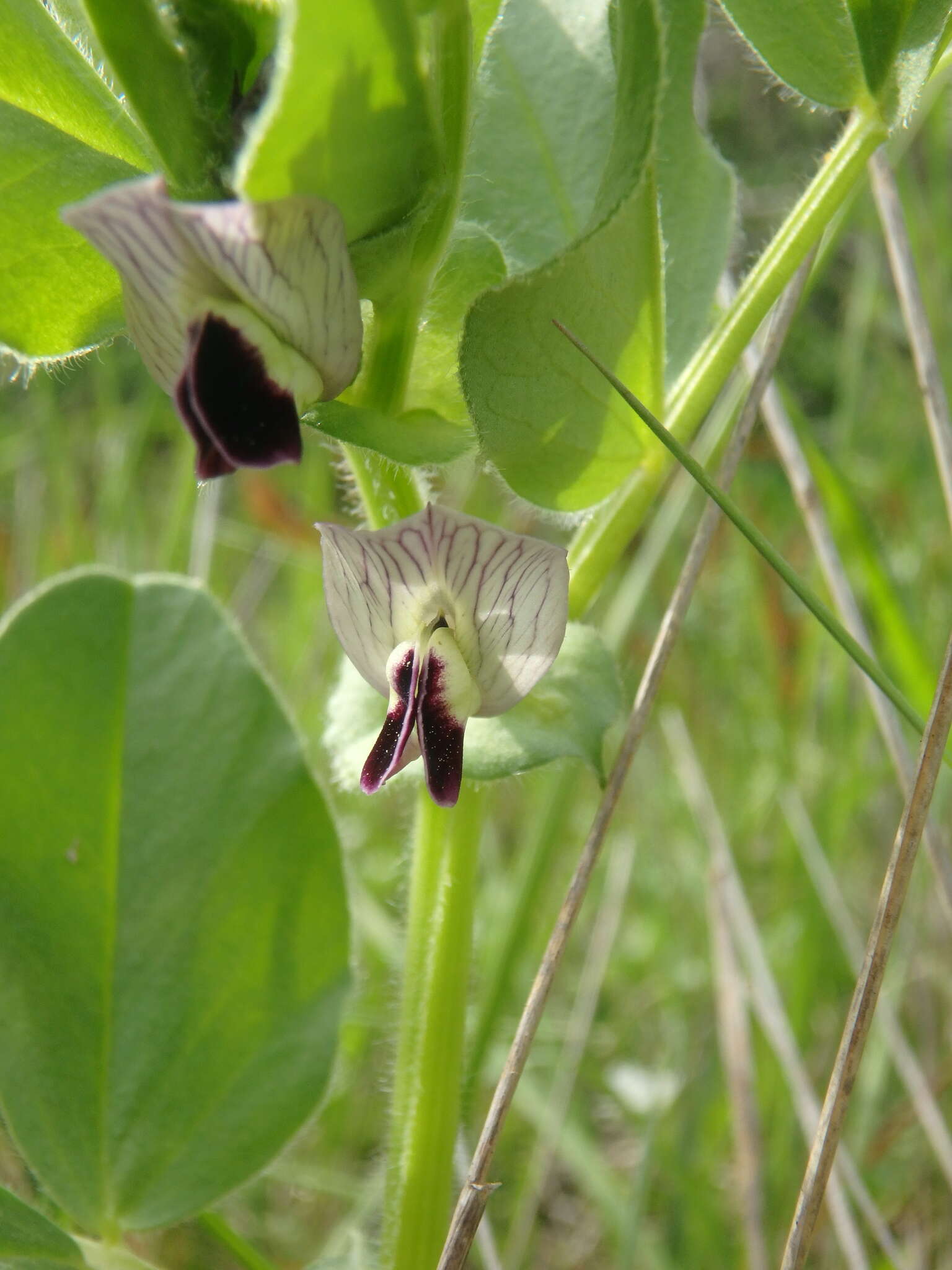 Imagem de Vicia narbonensis L.