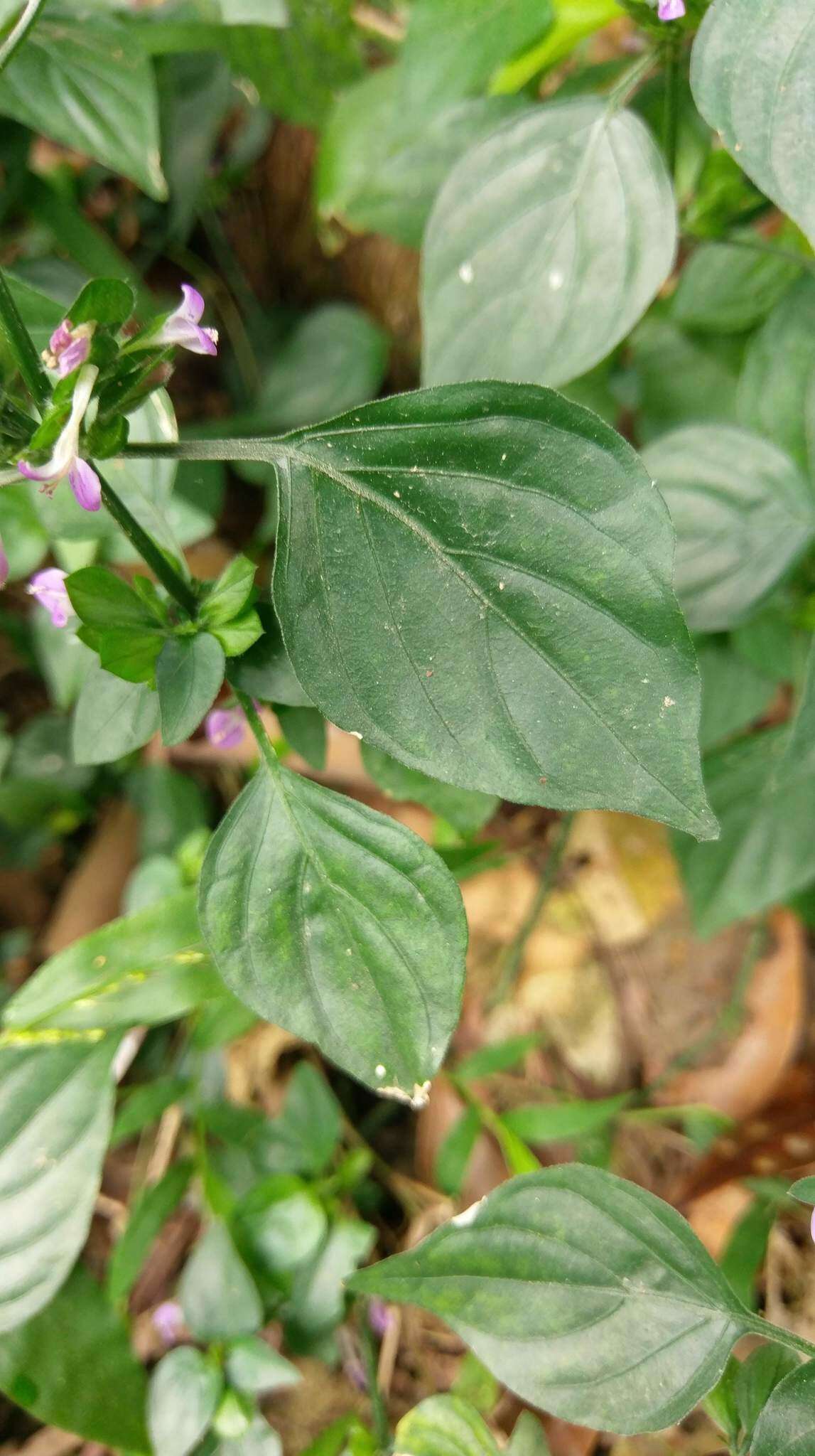 Imagem de Dicliptera chinensis (L.) Juss.