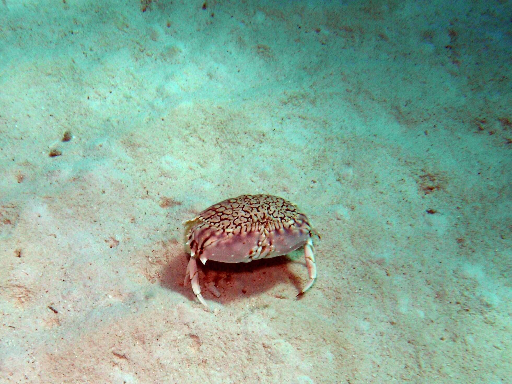 Image of ocellate box crab