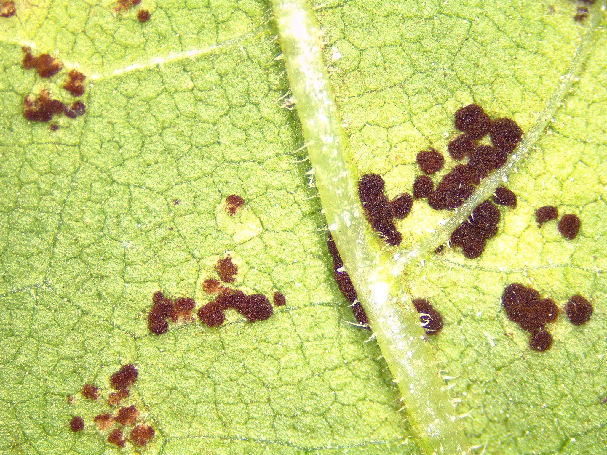 Image of Puccinia helianthi Schwein. 1822