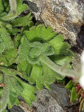 Image of Saxifraga magellanica Poir.