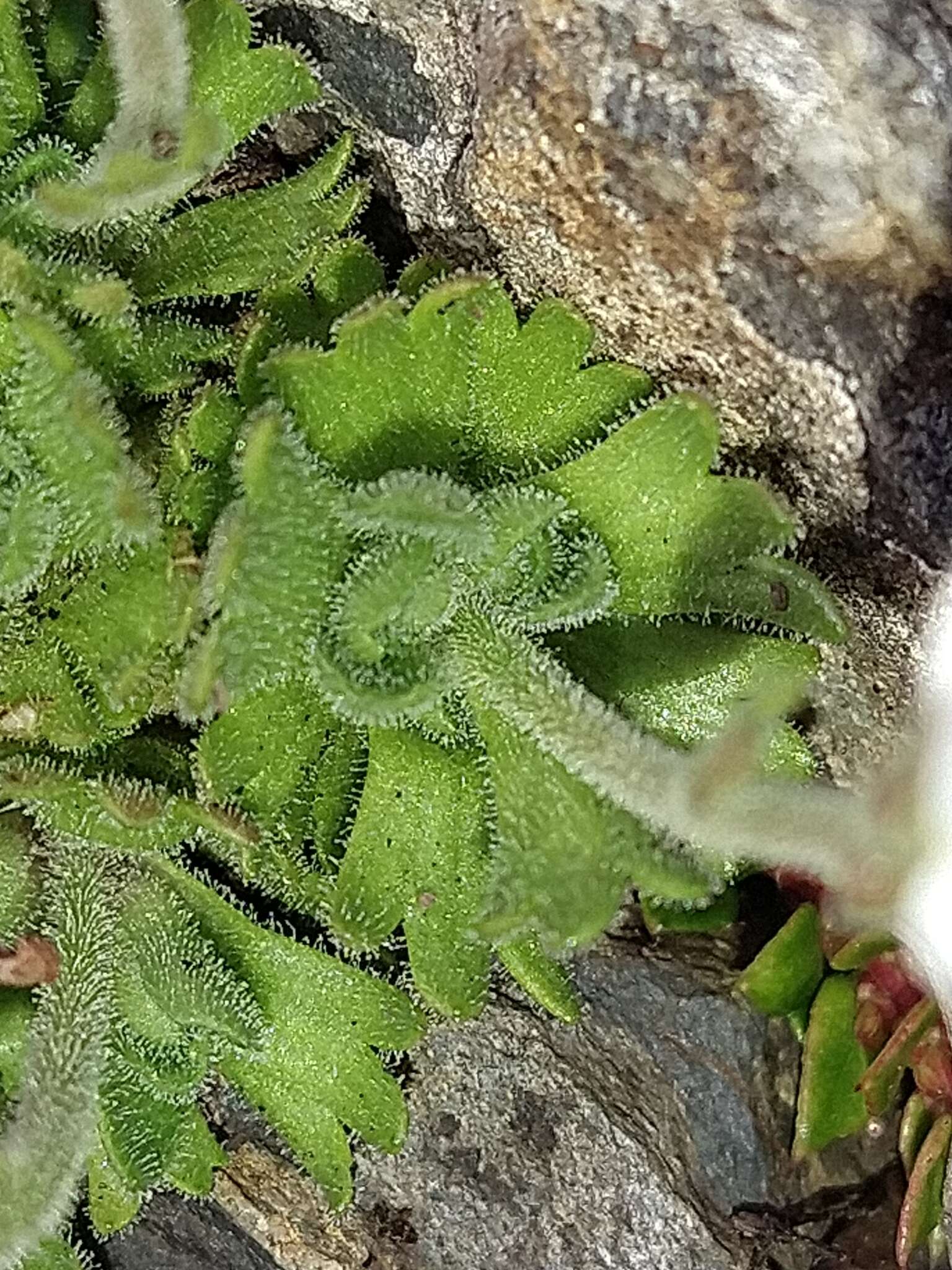 Imagem de Saxifraga magellanica Poir.