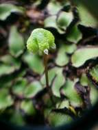 Image of Asterella californica (Hampe ex Austin) Underw.