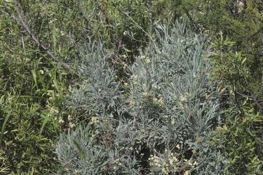 Image of guayule