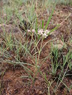 Image of Hooded meadow-star