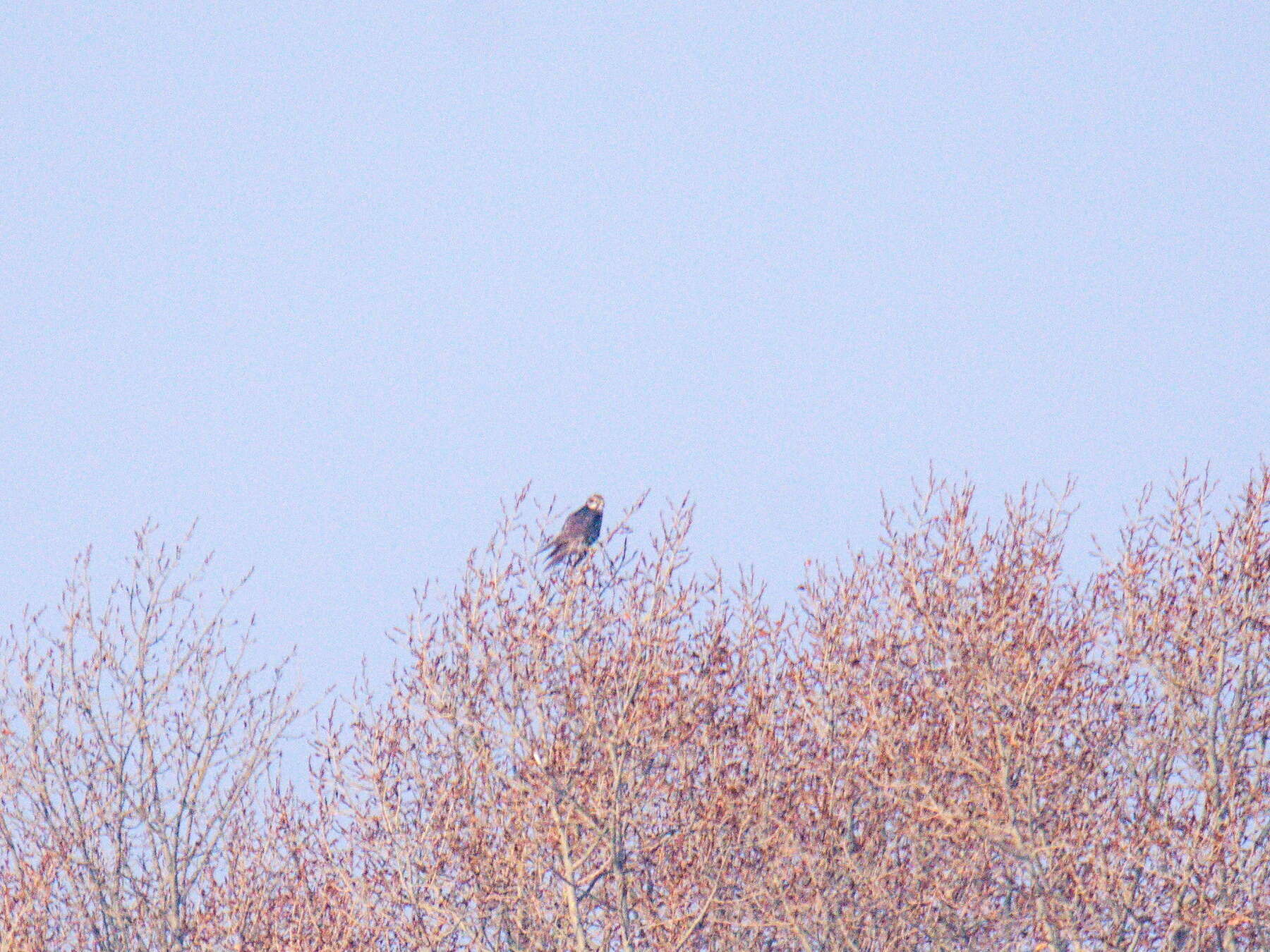 Image of Saker Falcon