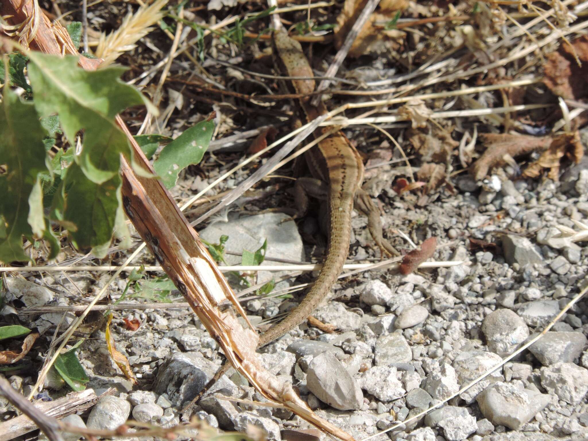 Image of Podarcis muralis nigriventris Bonaparte 1838