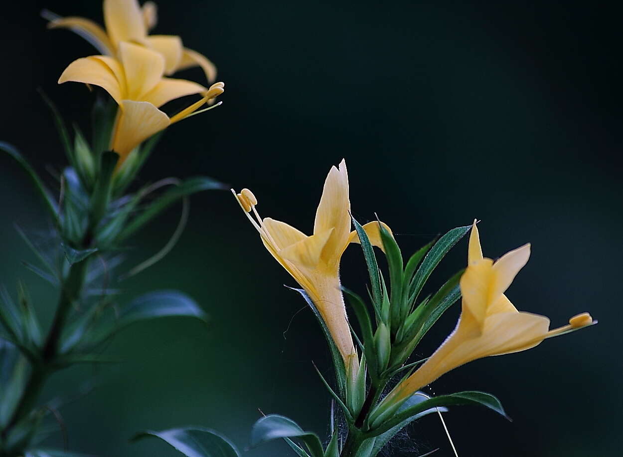 Image of porcupine flower