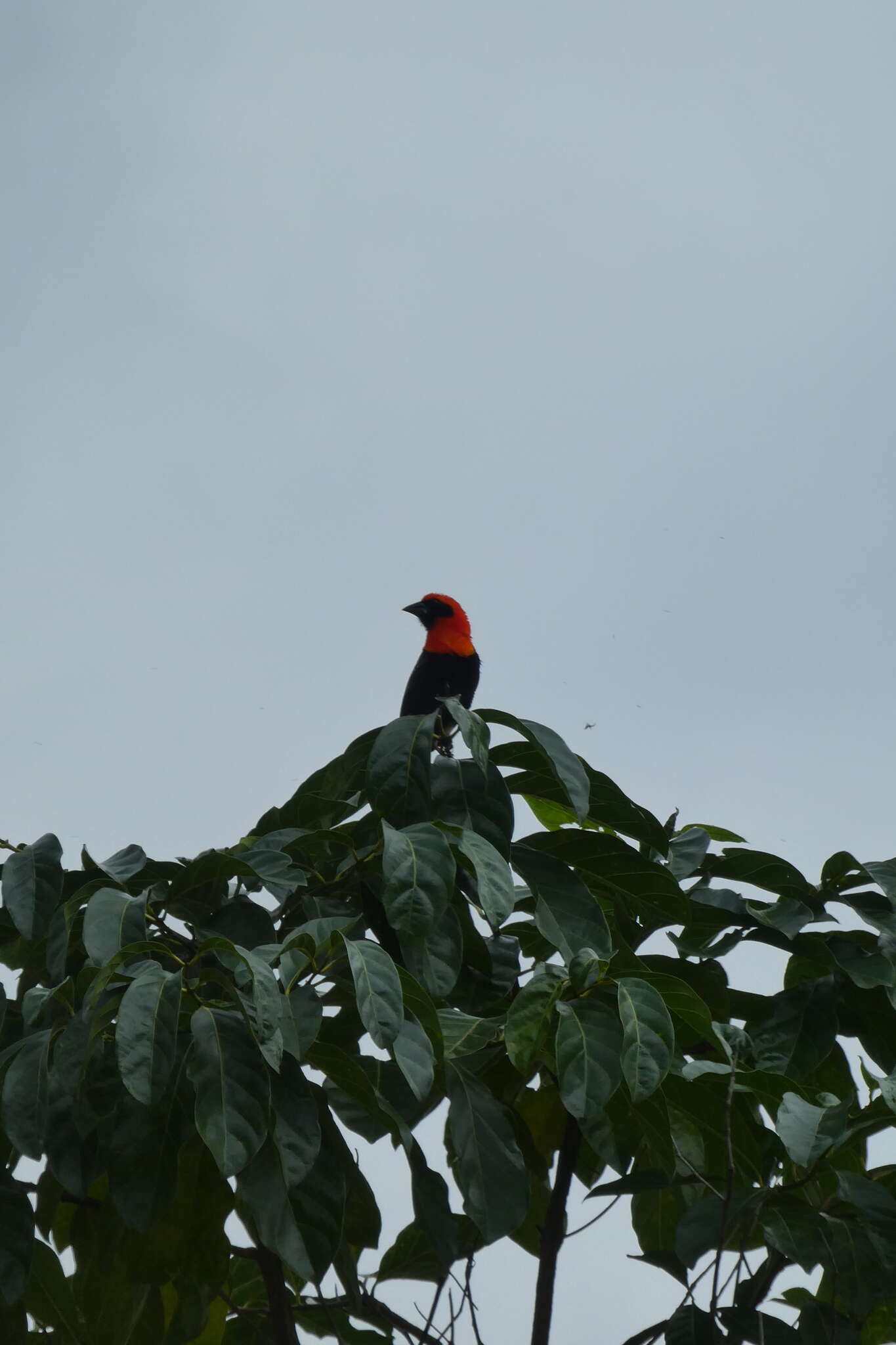 Image of Black-winged Bishop