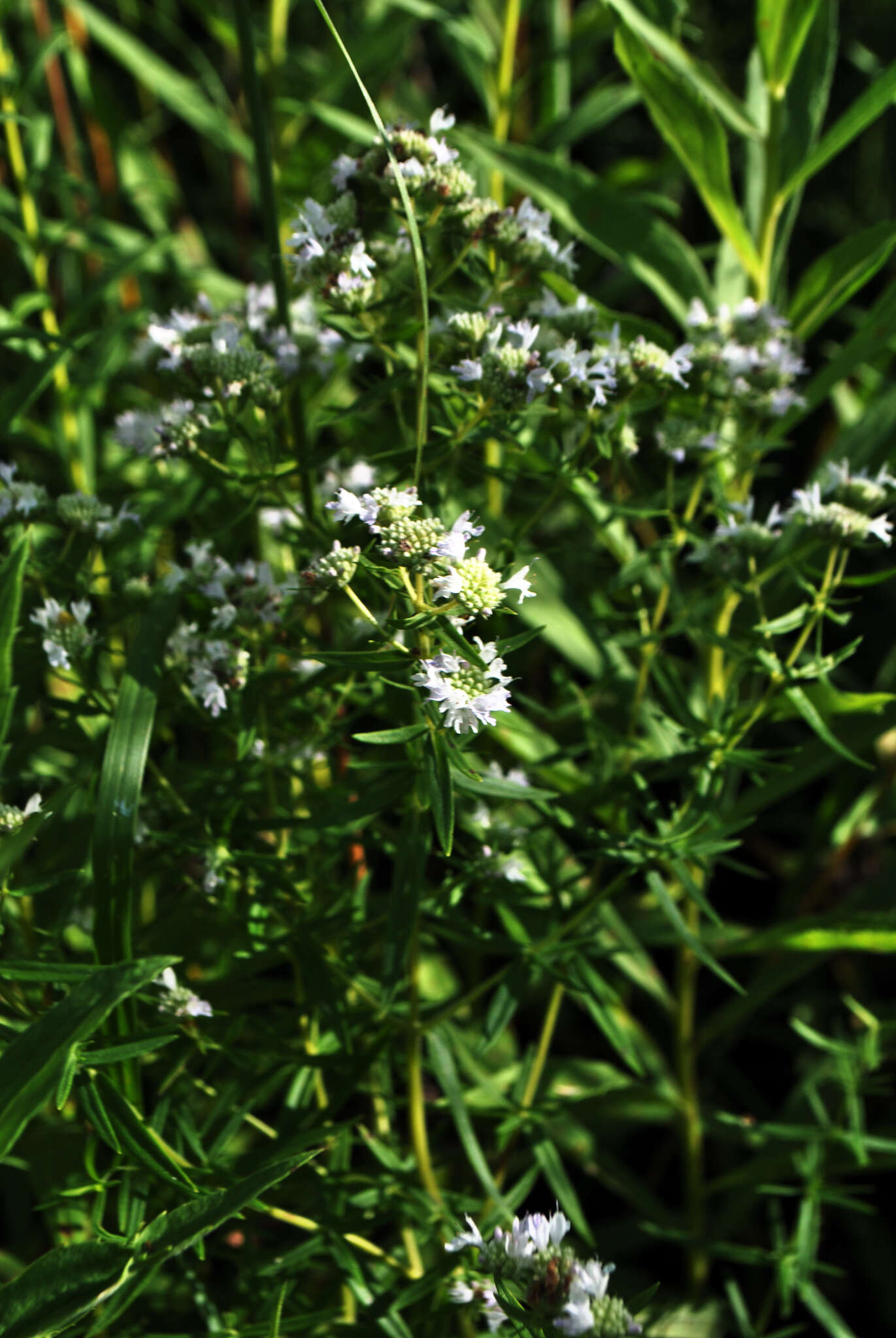 Image of Virginia mountainmint