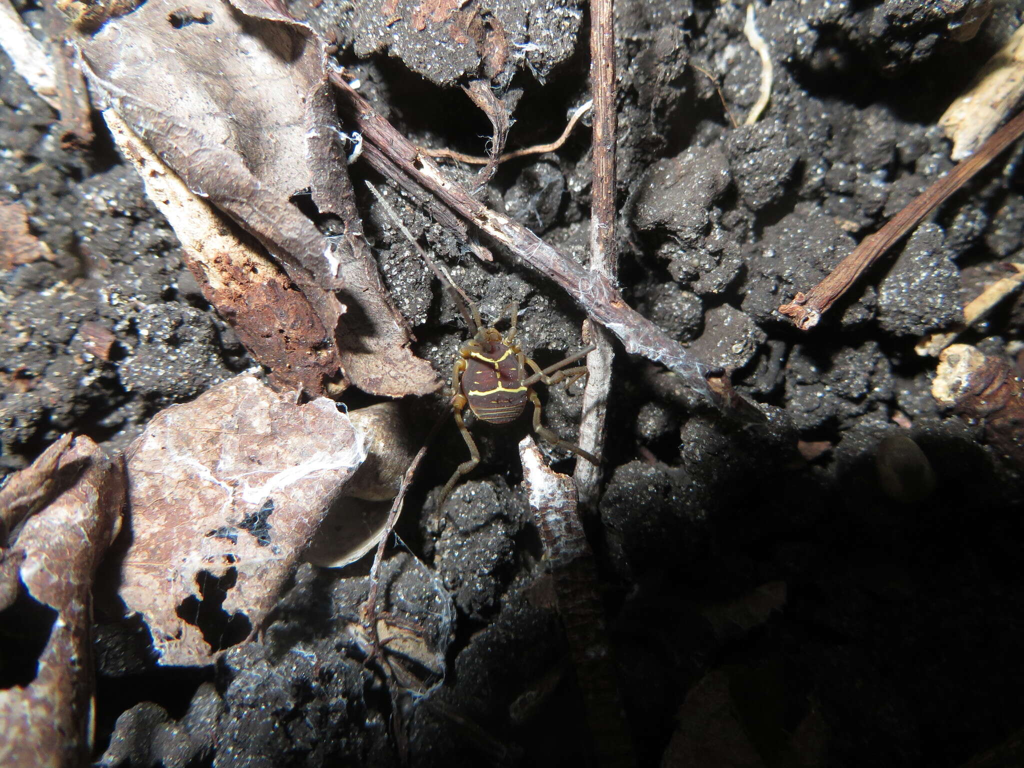 Image of <i>Cynortoides quadrispinosa</i>