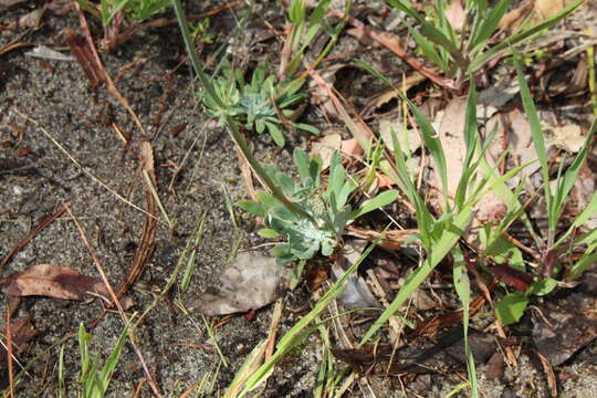 Image of Stylidium brunonianum Benth.