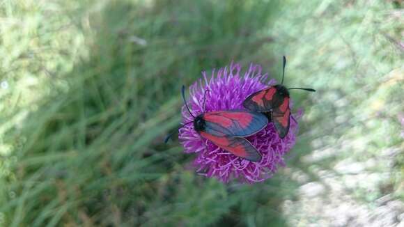 Image of Zygaena purpuralis Brünnich 1763