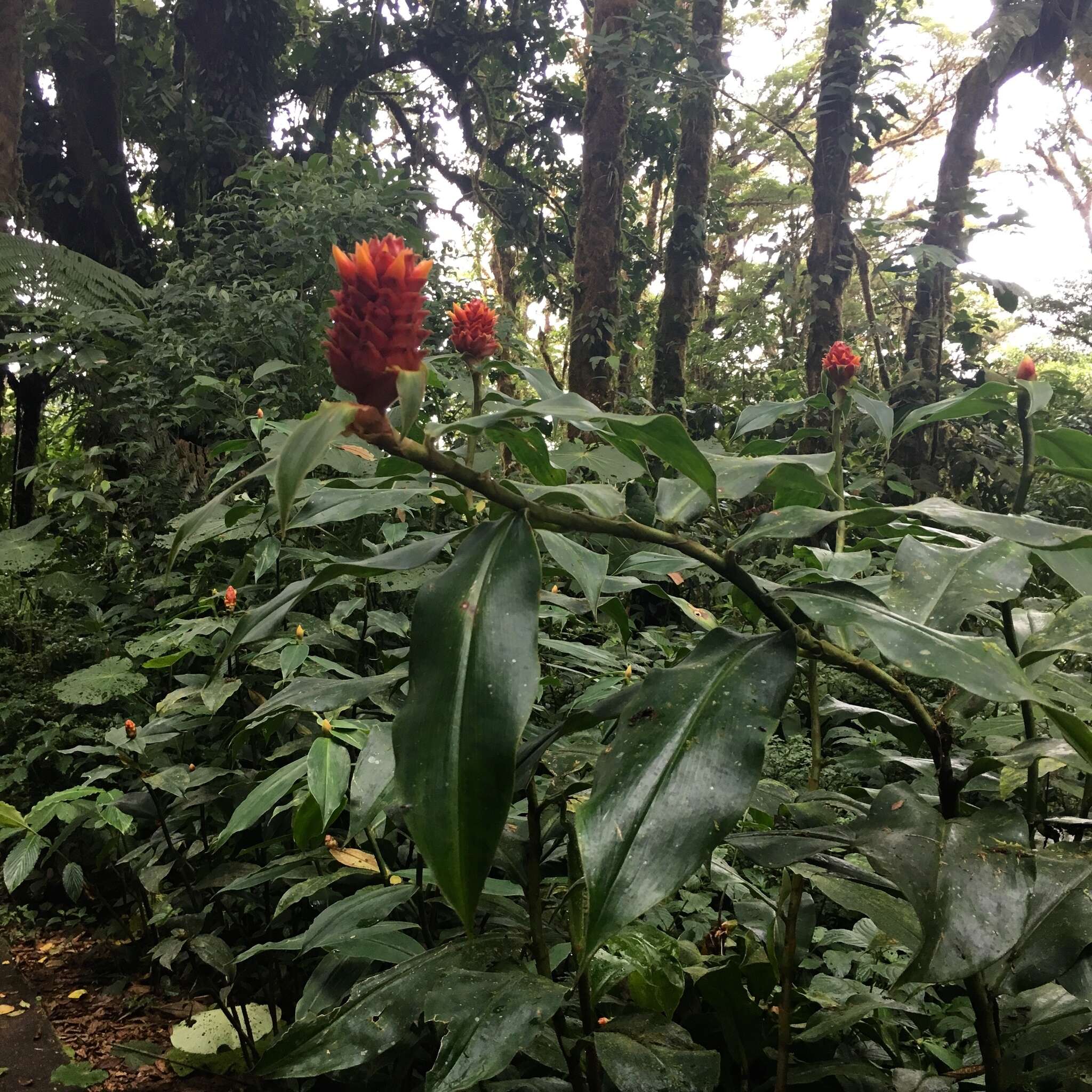 Costus montanus Maas的圖片