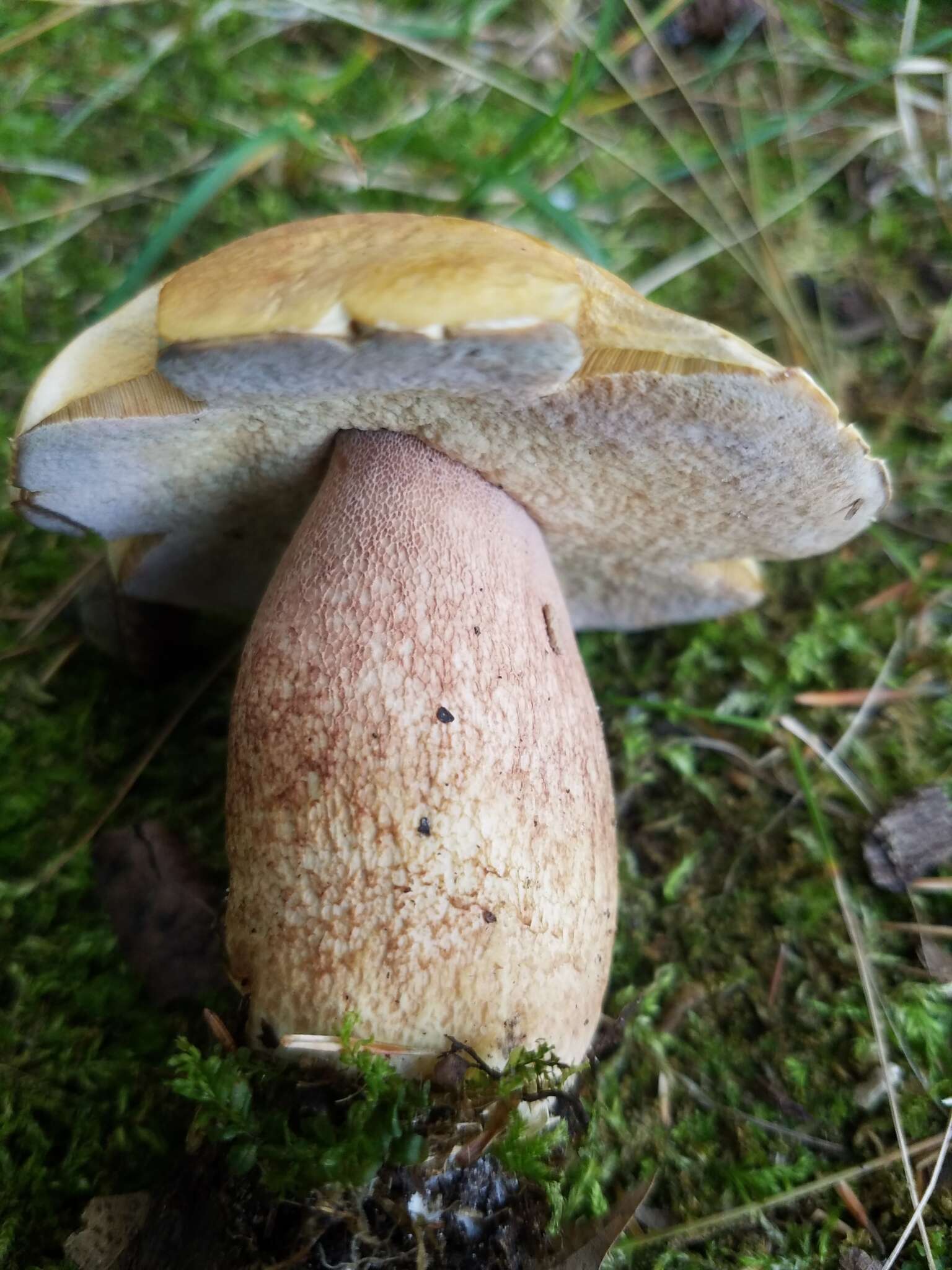 Sivun Boletus subcaerulescens (E. A. Dick & Snell) Both, Bessette & A. R. Bessette 2000 kuva