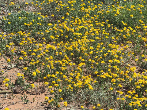 Image of Cuspidia cernua subsp. annua (Less.) Rössl.