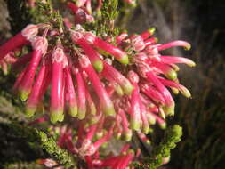 Image of Ever-flowering heath