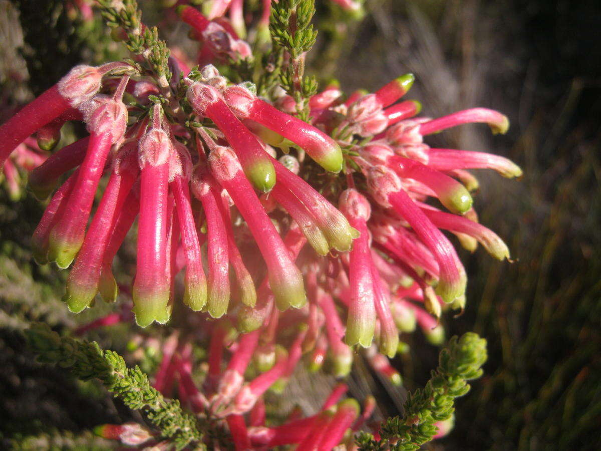 Image of Ever-flowering heath