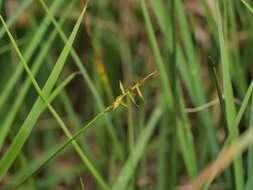 Image of Flea Sedge