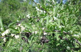 Image of Common Spike Thorn