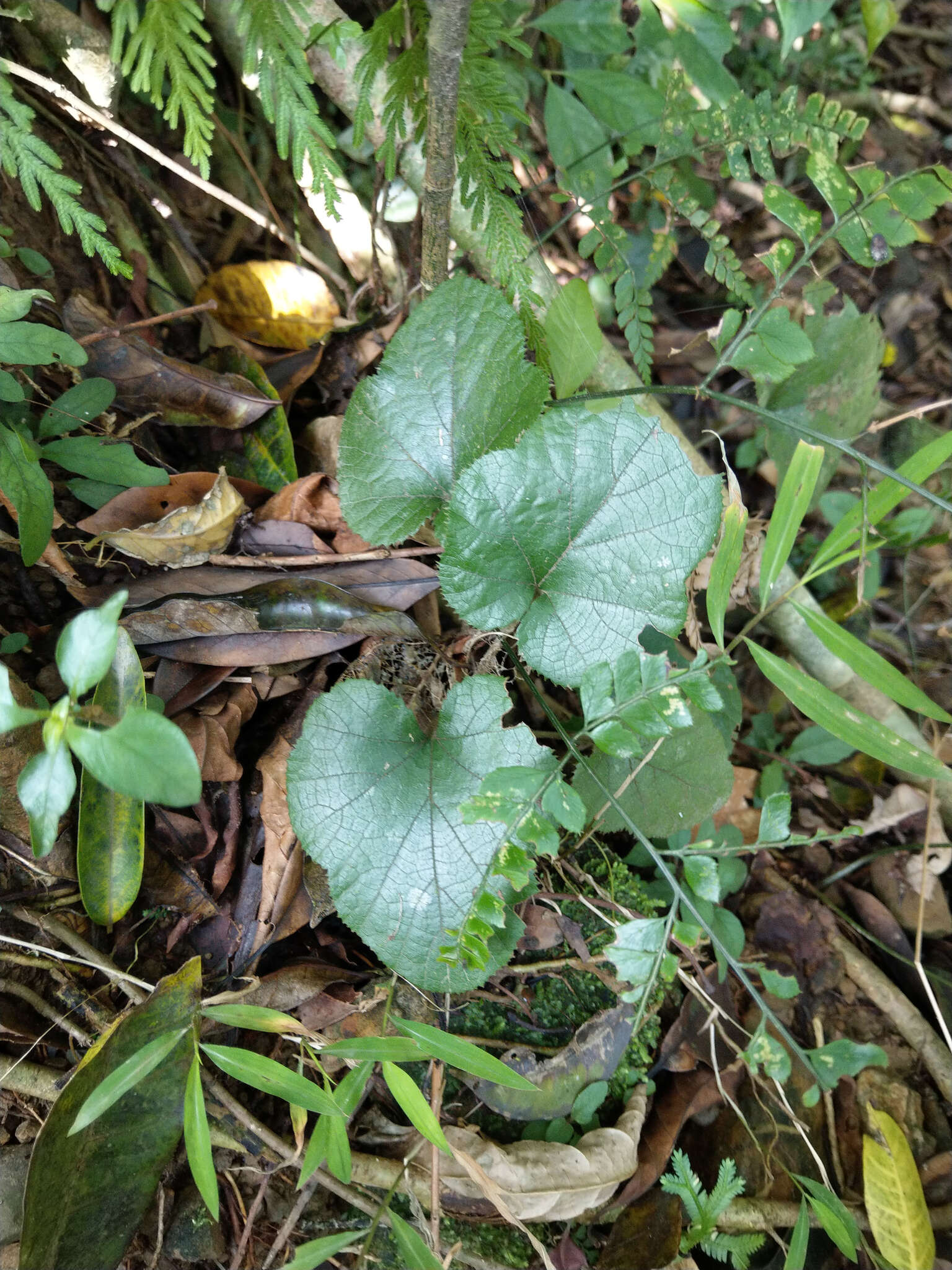 Image de Rubus buergeri Miq.