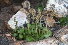 Image of Crassula pseudohemisphaerica Friedrich