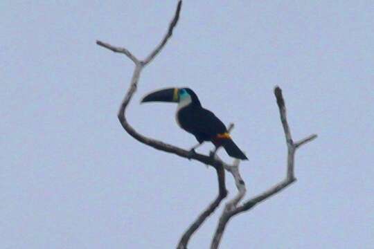 Image de Toucan ariel