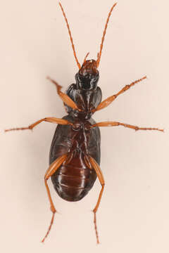 Synuchus impunctatus (Say 1823)的圖片