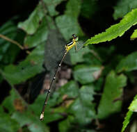 Imagem de Coeliccia bimaculata Laidlaw 1914