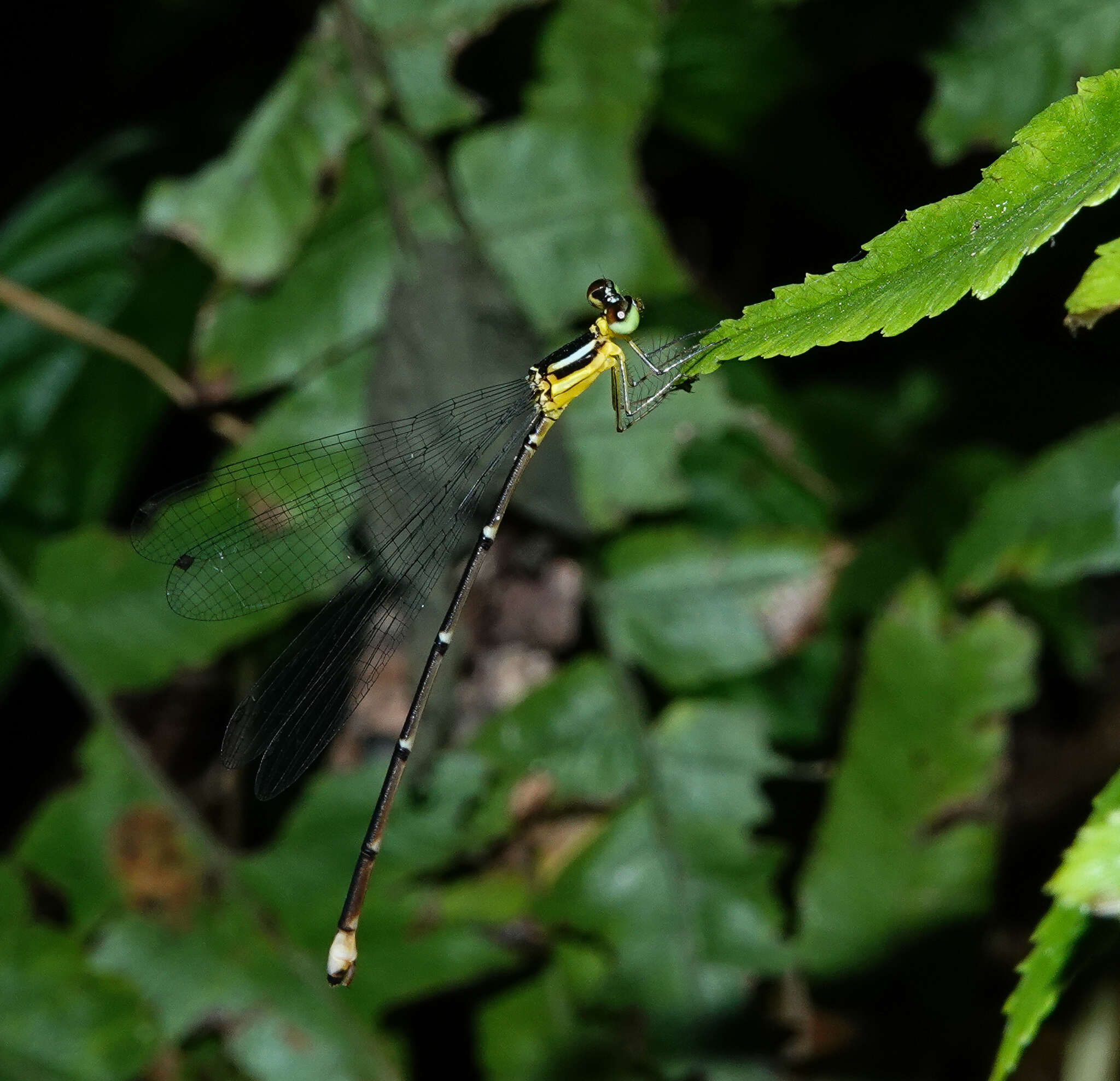 Imagem de Coeliccia bimaculata Laidlaw 1914