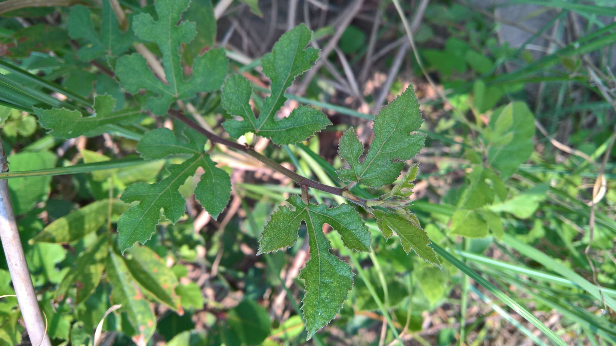 Image of Ficus heterophylla L. fil.