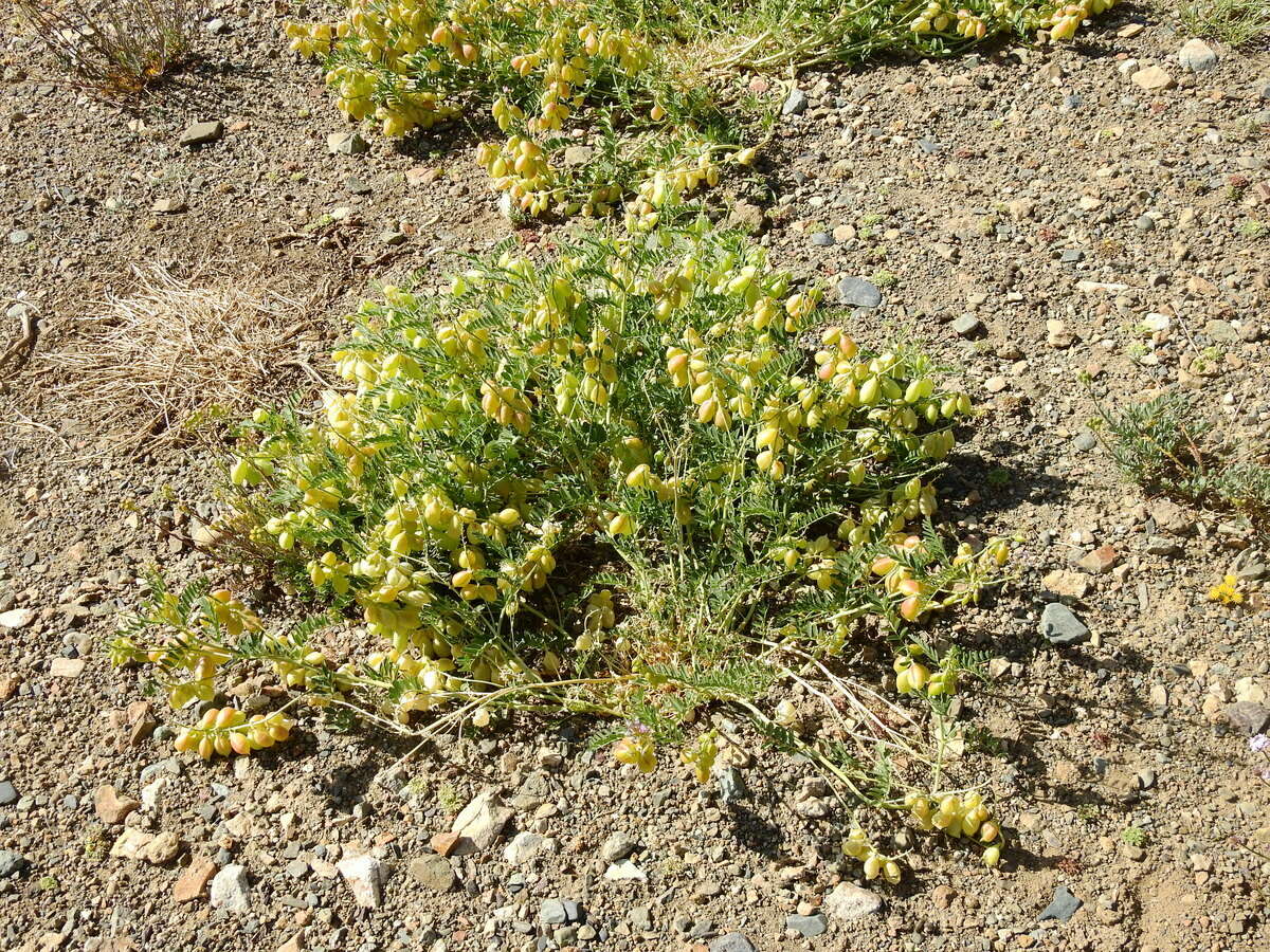 Image of Astragalus pehuenches Niederl.