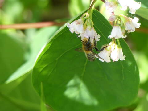 Image of Furry Leaf-cutter Bee