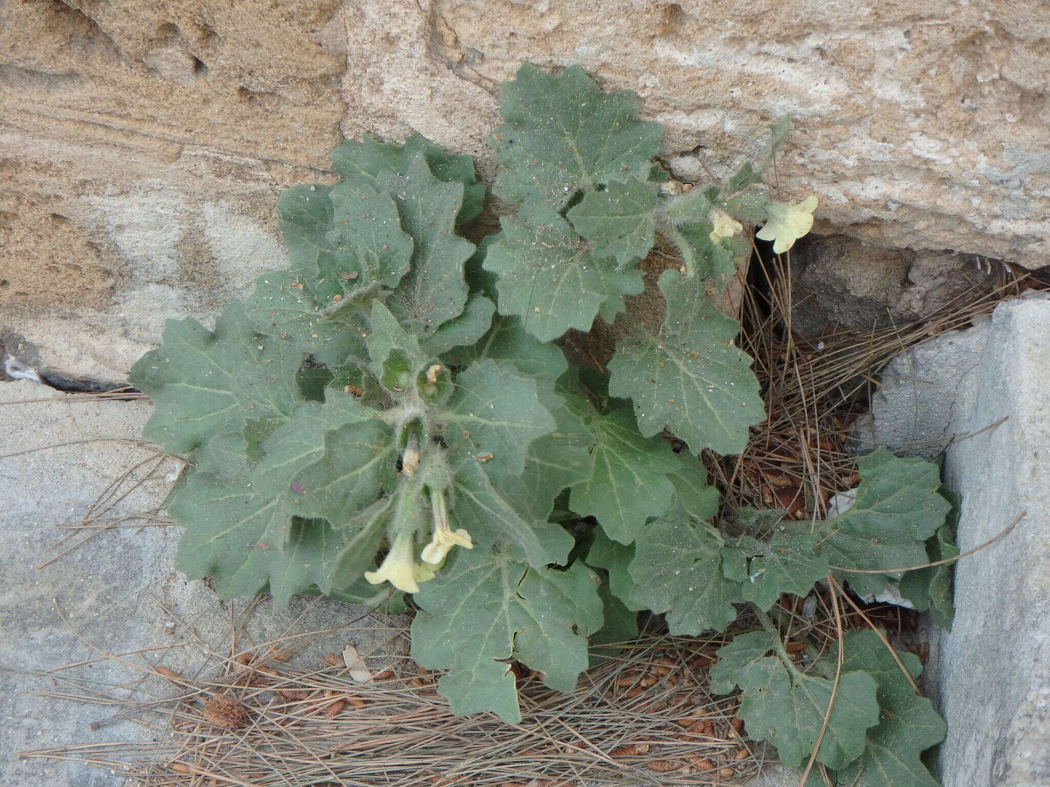 Image of white henbane