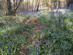 Image of Common Bluebell